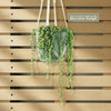 Variegated String of Pearls - Senecio Rowleyanus Variegated