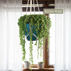 Variegated String of Pearls - Senecio Rowleyanus Variegated