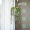 Variegated String of Pearls - Senecio Rowleyanus Variegated