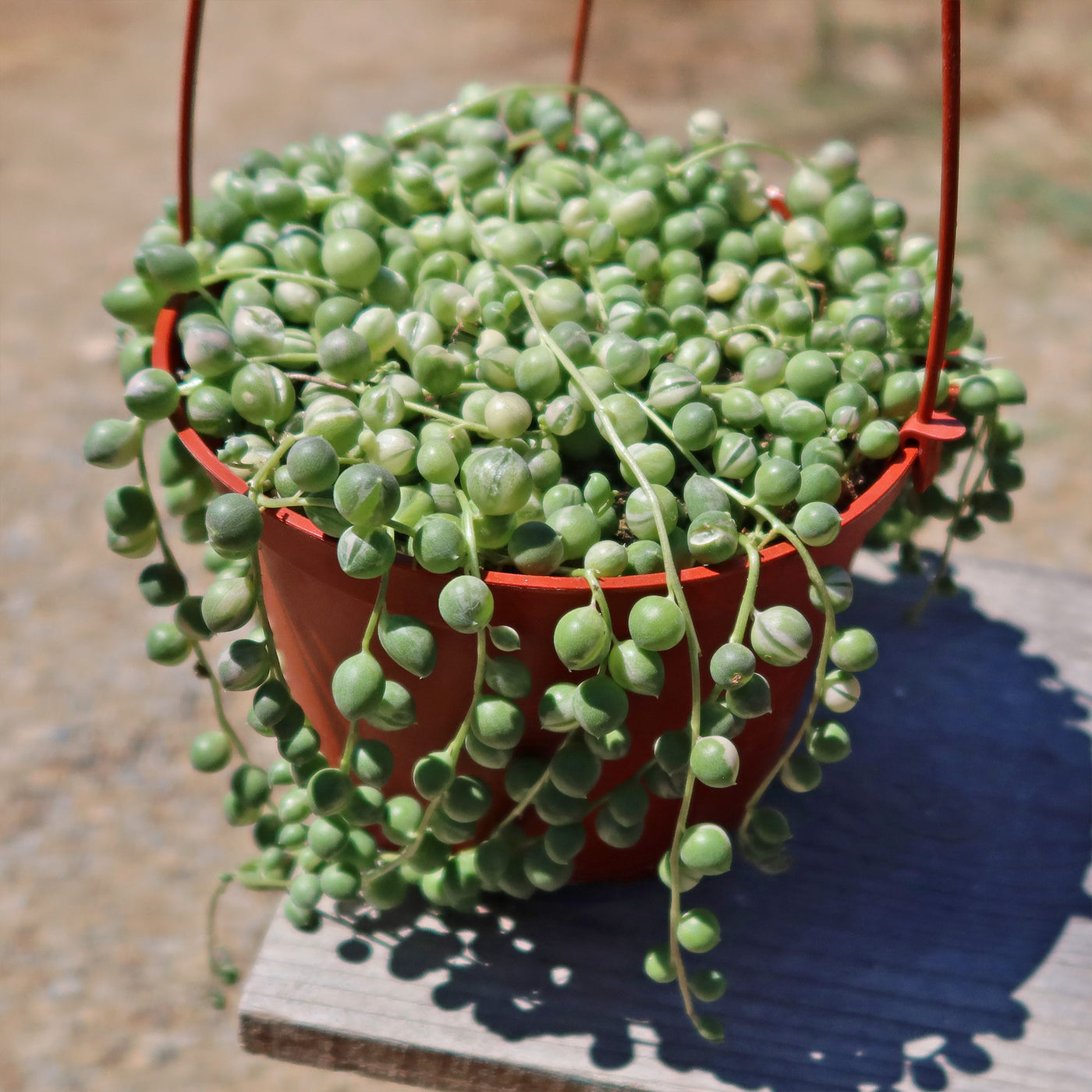 Variegated String of Pearls - Senecio Rowleyanus Variegated