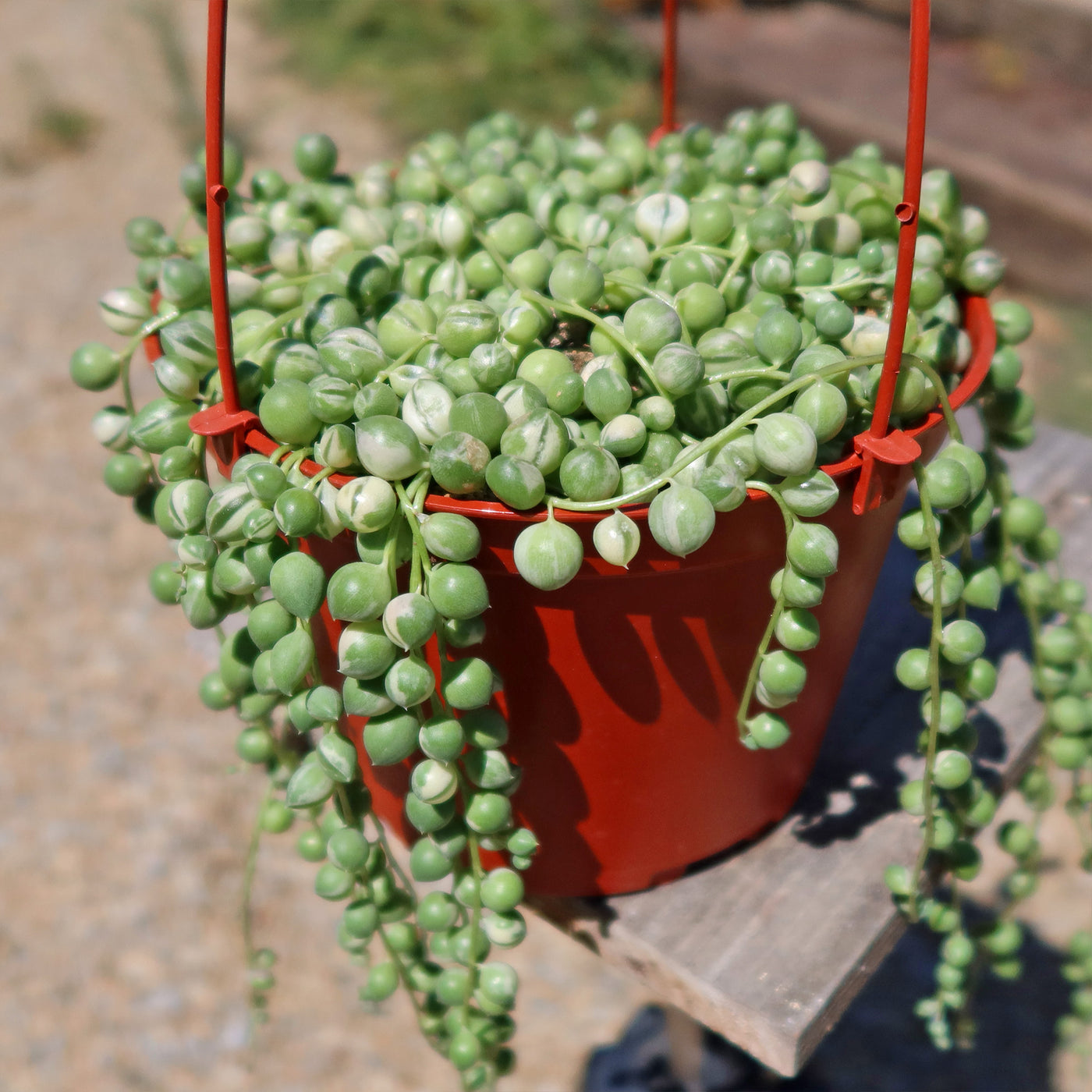 Variegated String of Pearls - Senecio Rowleyanus Variegated