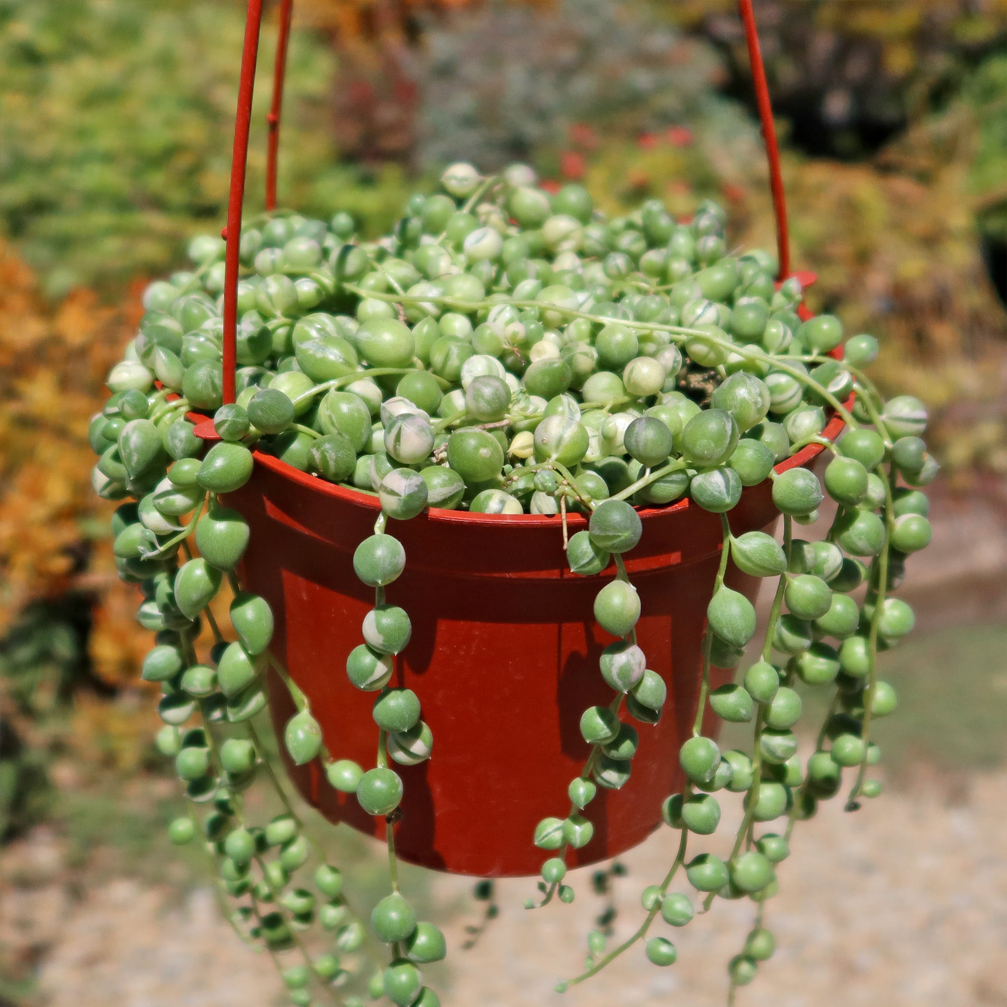 A lush Variegated String of Pearls hangs from a red pot, with long green and white bead-like vines over a softly blurred background.