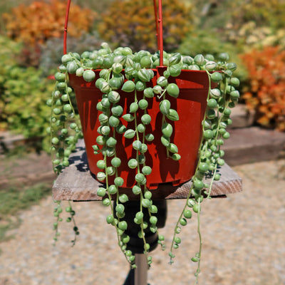 Variegated String of Pearls - Senecio Rowleyanus Variegated