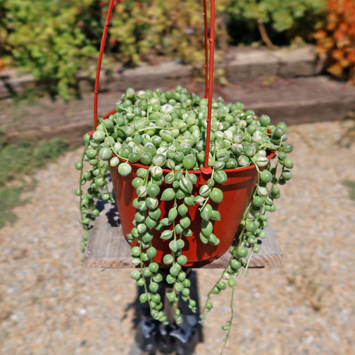 variegated pearls succulent Variegated String of Pearls