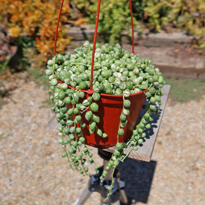 Variegated String of Pearls - Senecio Rowleyanus Variegated