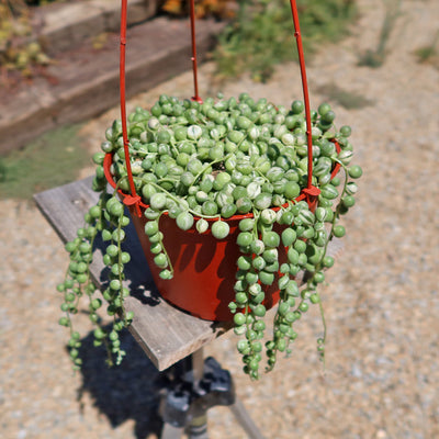 Variegated String of Pearls - Senecio Rowleyanus Variegated