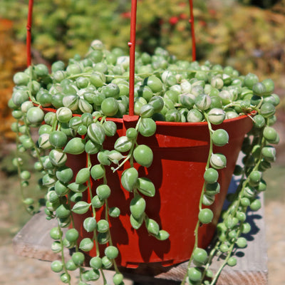 Variegated String of Pearls - Senecio Rowleyanus Variegated