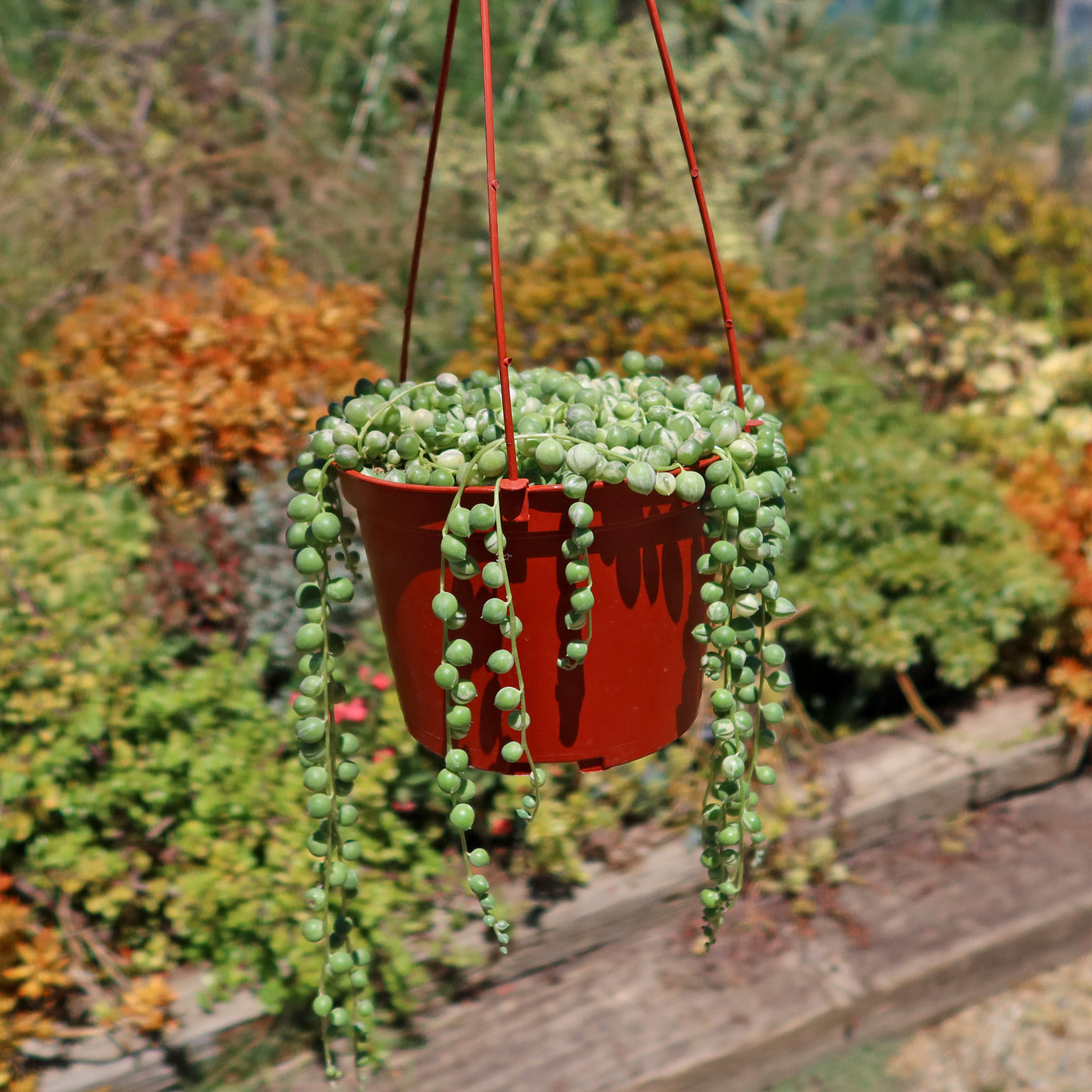 Variegated String of Pearls - Senecio Rowleyanus Variegated