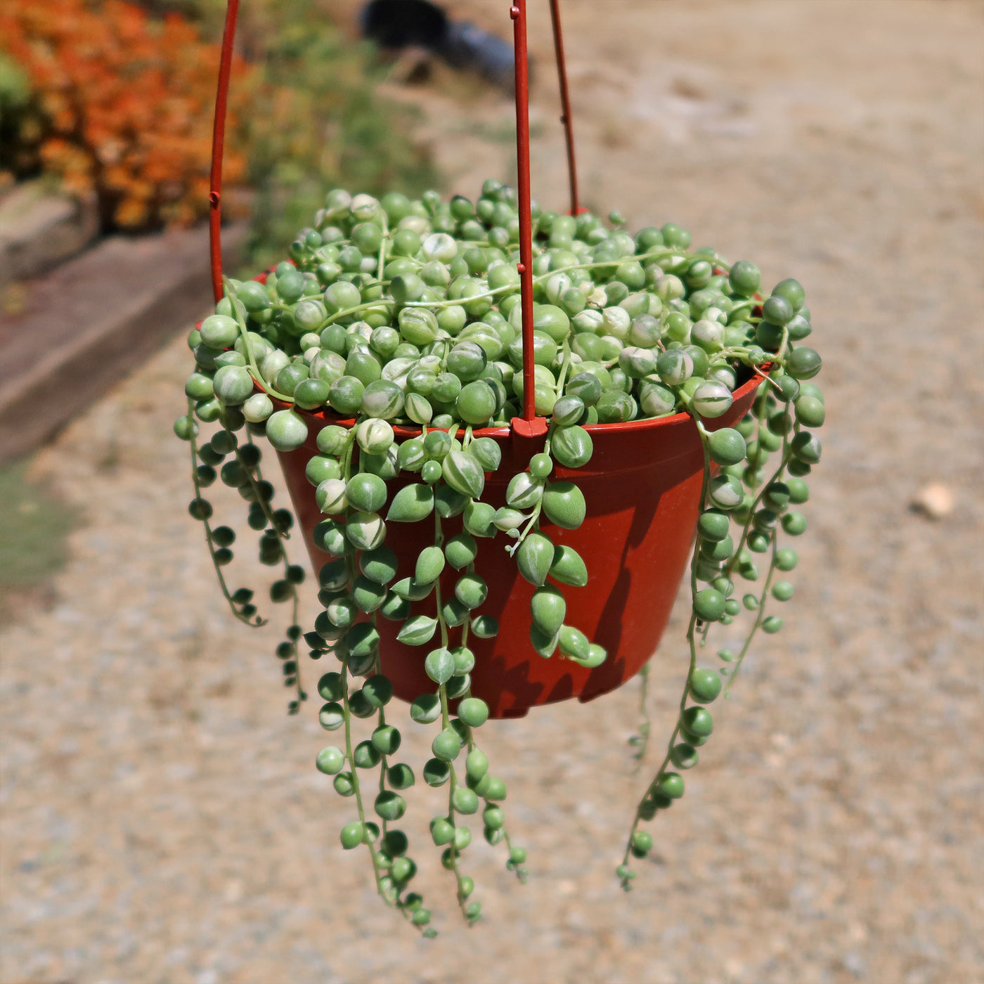 Variegated String of Pearls - Senecio Rowleyanus Variegated