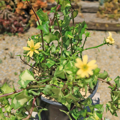 Variegated Wax Ivy ‘Senecio macroglossus variegatus’