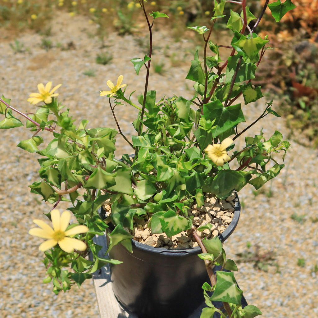 Variegated Wax Ivy ‘Senecio macroglossus variegatus’