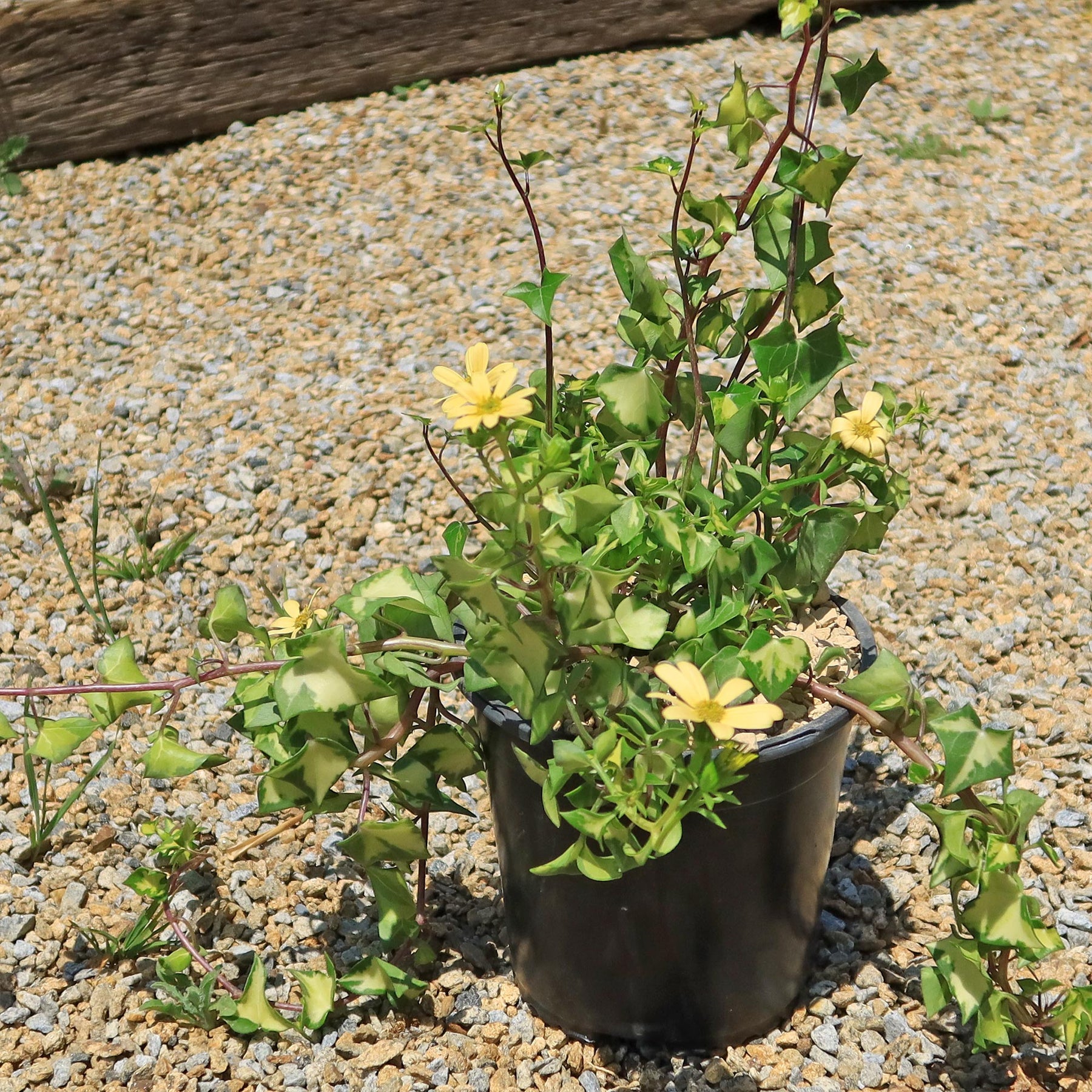 succulent ivy Variegated Wax Ivy ‘Senecio macroglossus variegatus’