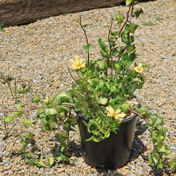 Shop 'Variegated Wax Ivy - Senecio macroglossus variegatus' Care and Info
