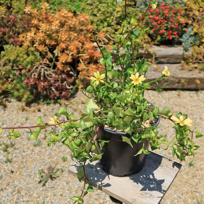 Variegated Wax Ivy ‘Senecio macroglossus variegatus’