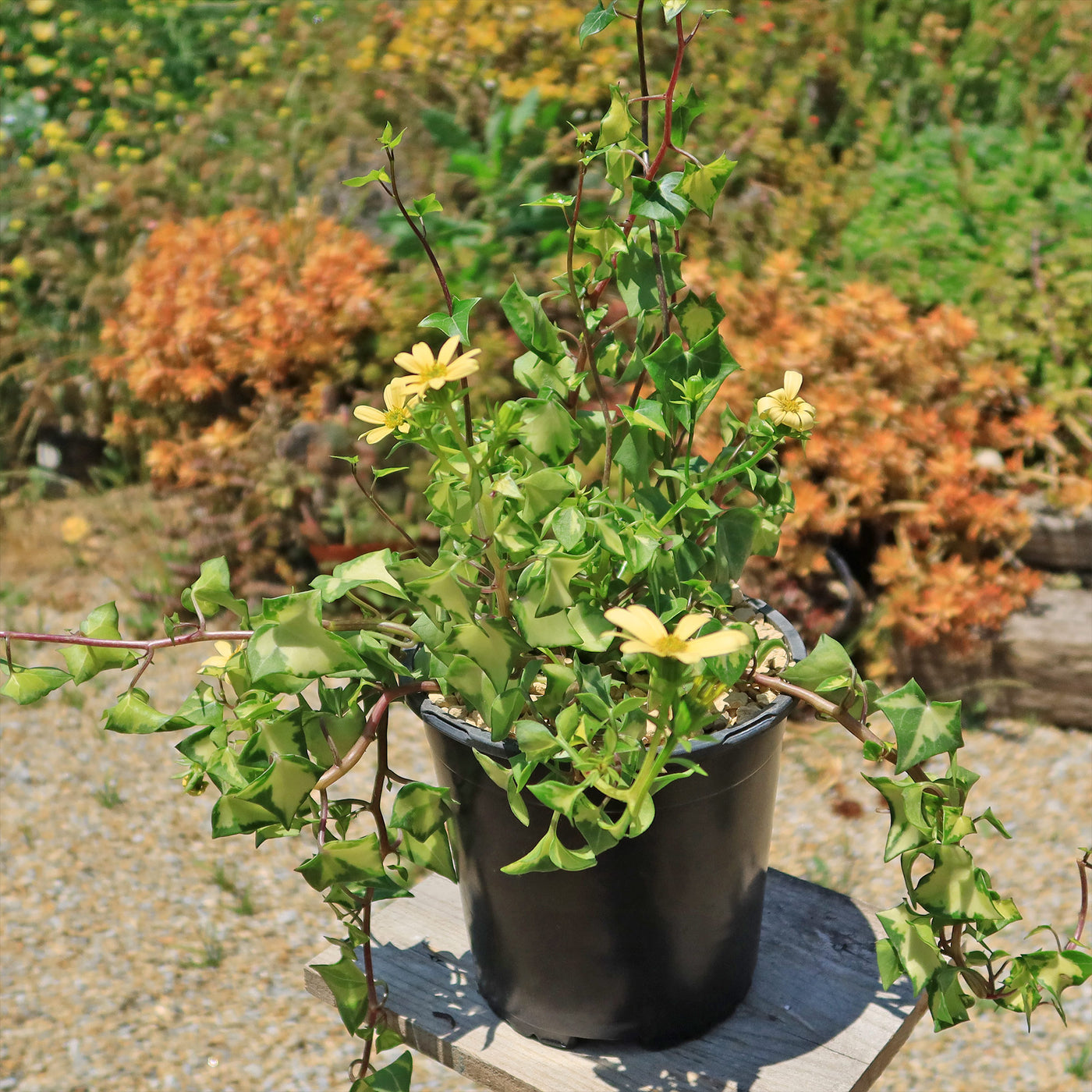 Variegated Wax Ivy ‘Senecio macroglossus variegatus’