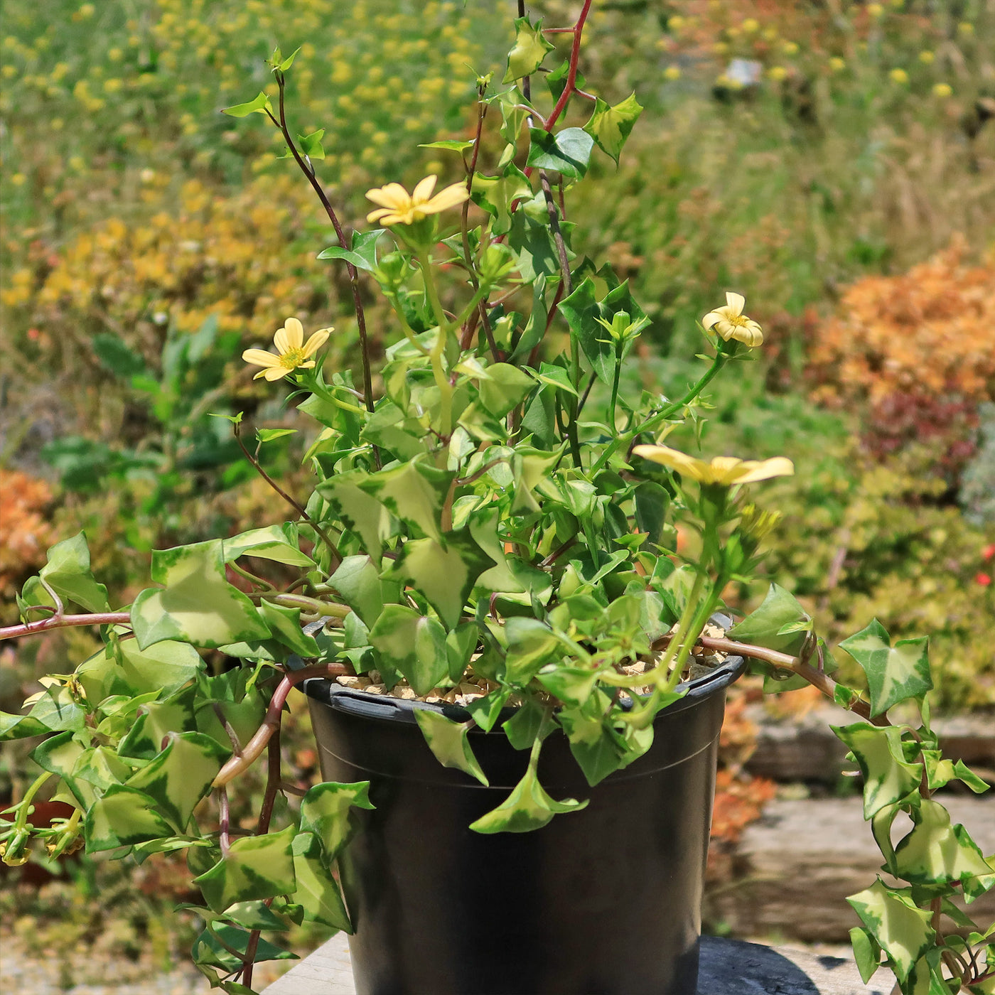 succulent ivy Variegated Wax Ivy ‘Senecio macroglossus variegatus’