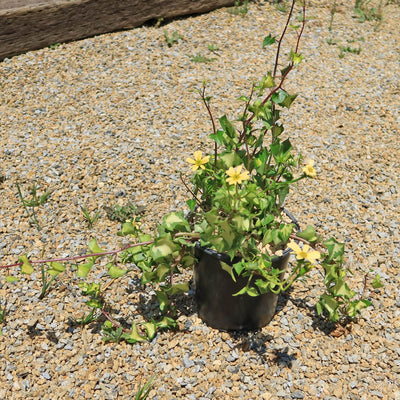 Variegated Wax Ivy ‘Senecio macroglossus variegatus’