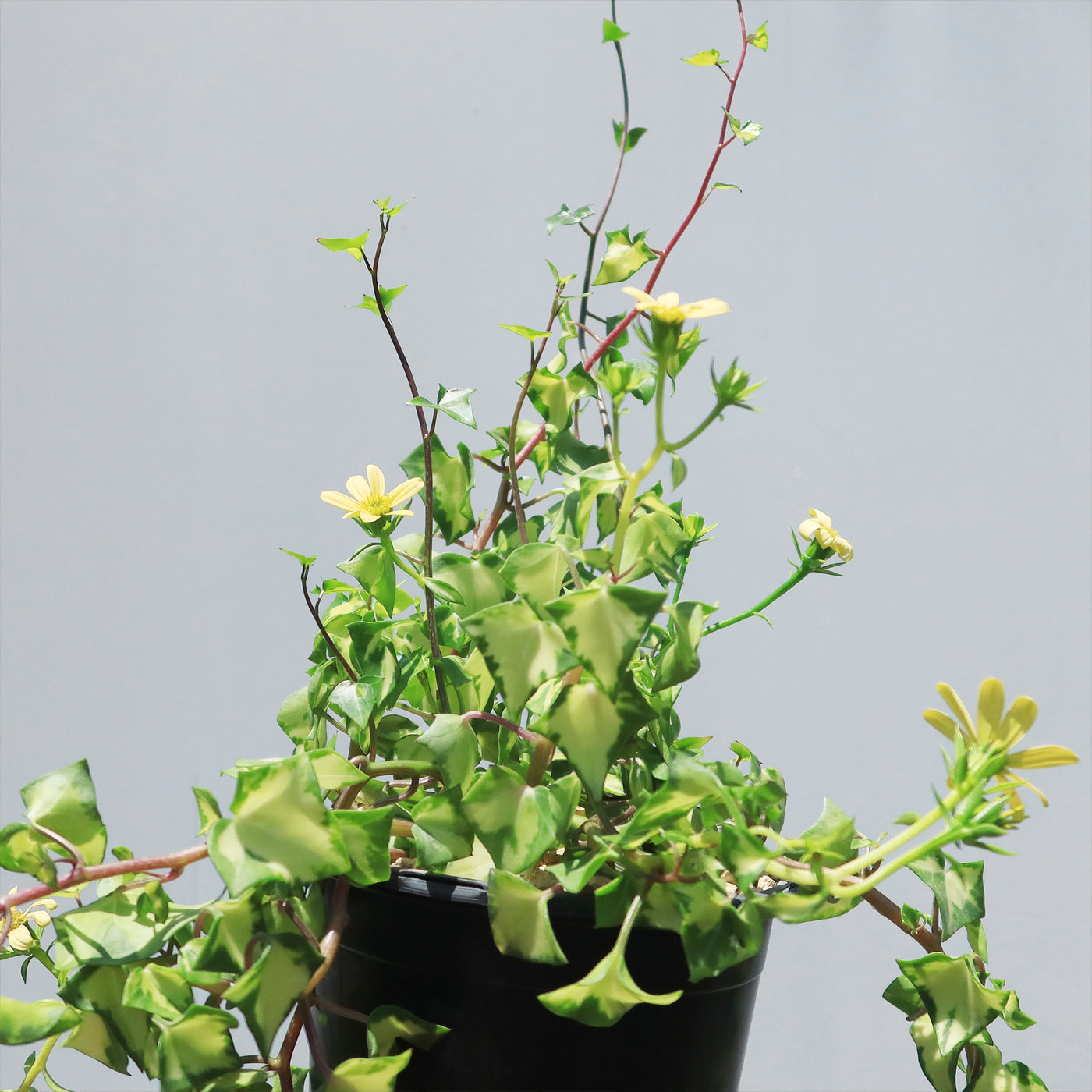 succulent ivy Variegated Wax Ivy ‘Senecio macroglossus variegatus’