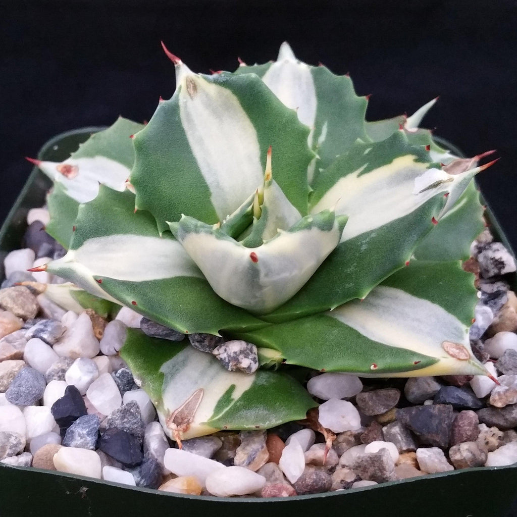 Variegated Dwarf Butterfly Agave - Agave isthmensis &