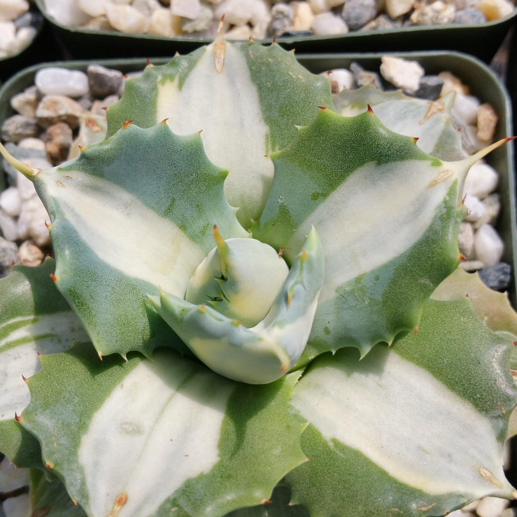 Variegated Dwarf Butterfly Agave - Agave isthmensis &