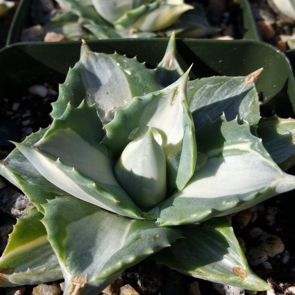 Variegated Dwarf Butterfly Agave - Agave isthmensis &