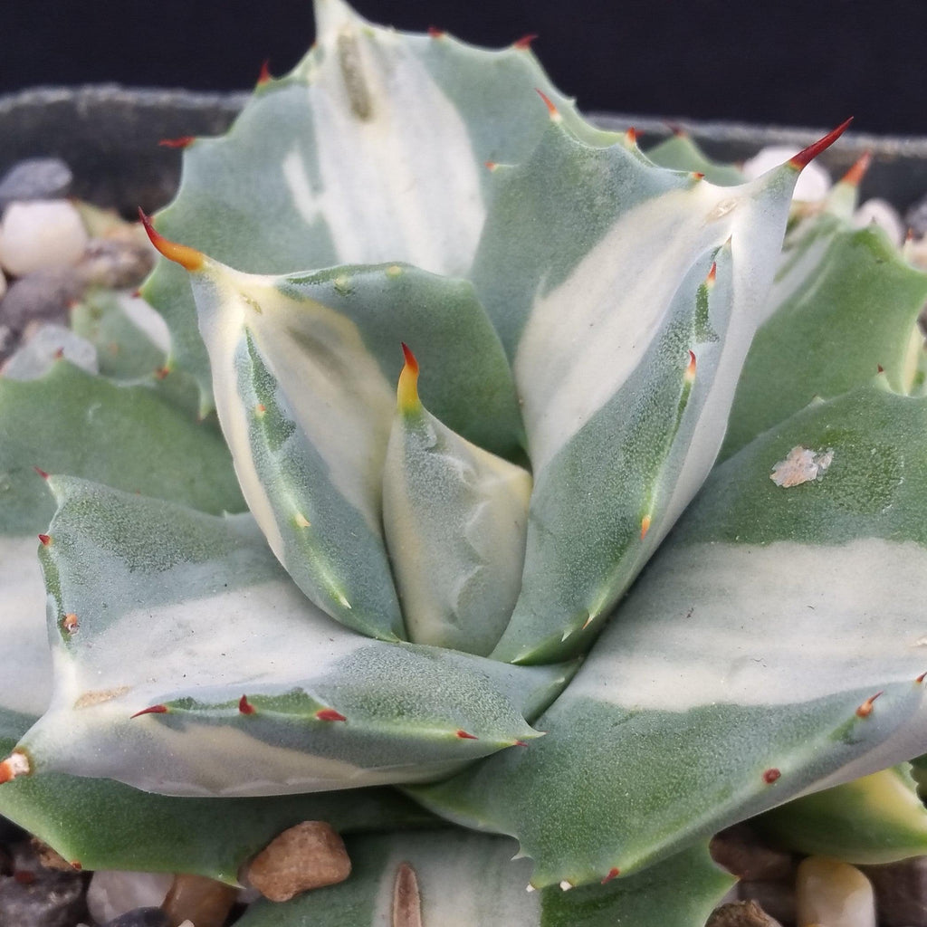 Variegated Dwarf Butterfly Agave - Agave isthmensis &