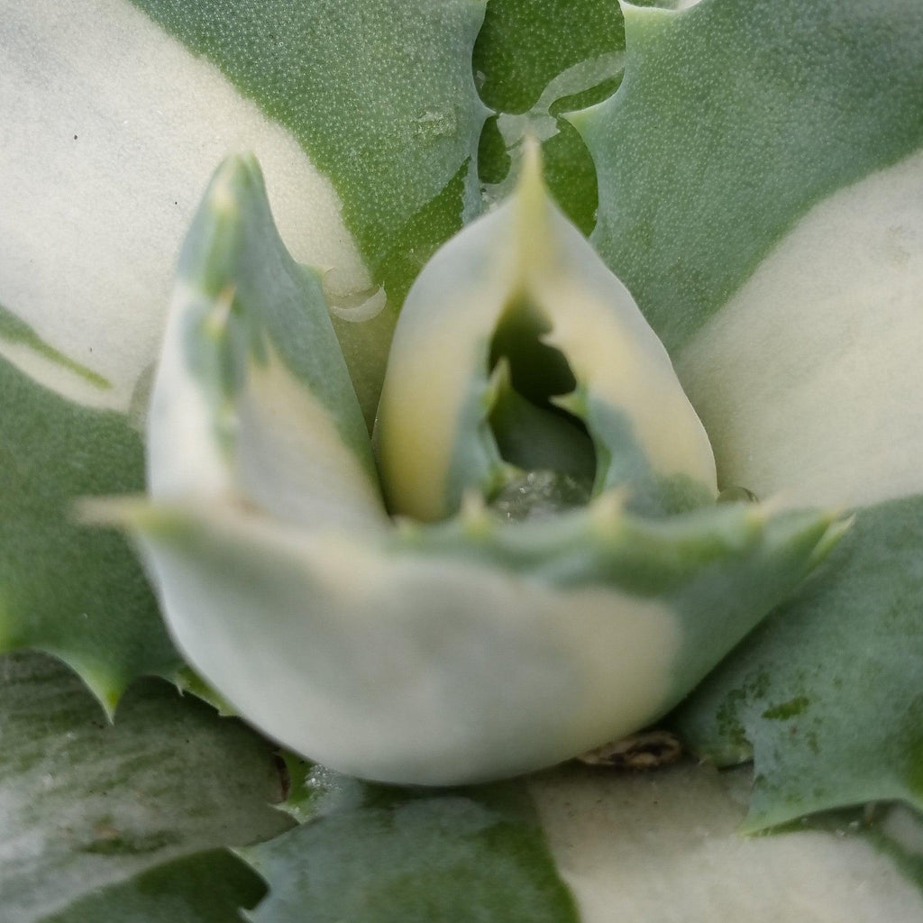 Variegated Dwarf Butterfly Agave - Agave isthmensis &