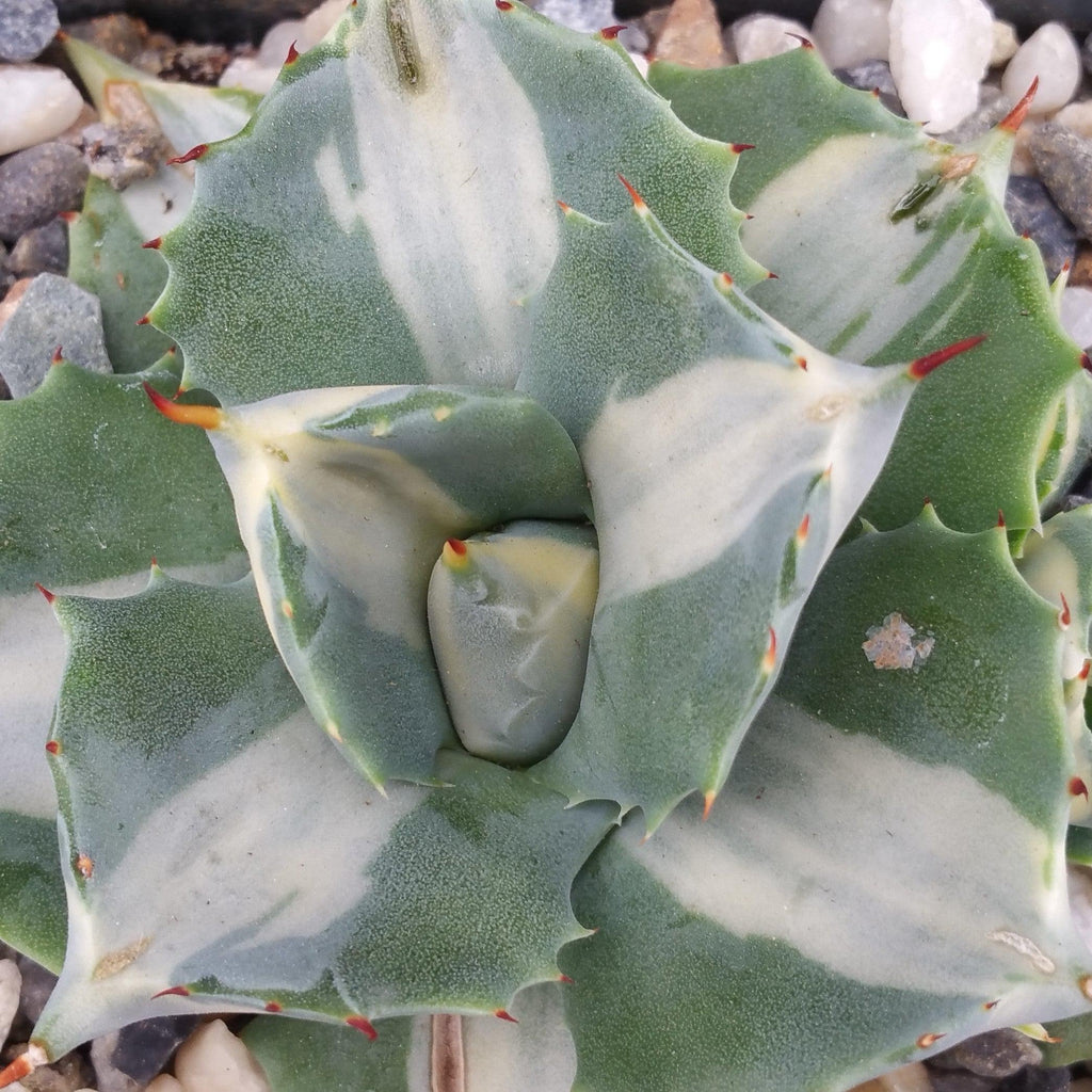 Variegated Dwarf Butterfly Agave - Agave isthmensis &