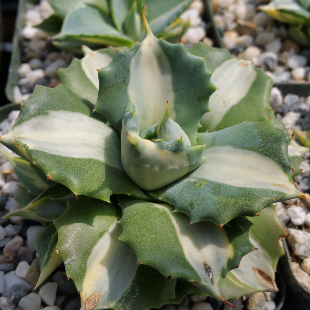 Variegated Dwarf Butterfly Agave - Agave isthmensis &