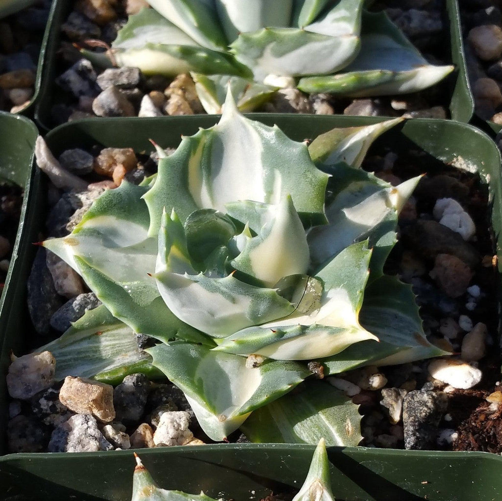 Variegated Dwarf Butterfly Agave - Agave isthmensis &
