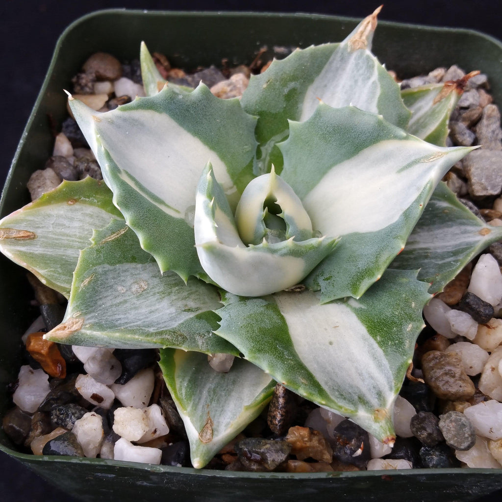 Variegated Dwarf Butterfly Agave - Agave isthmensis &