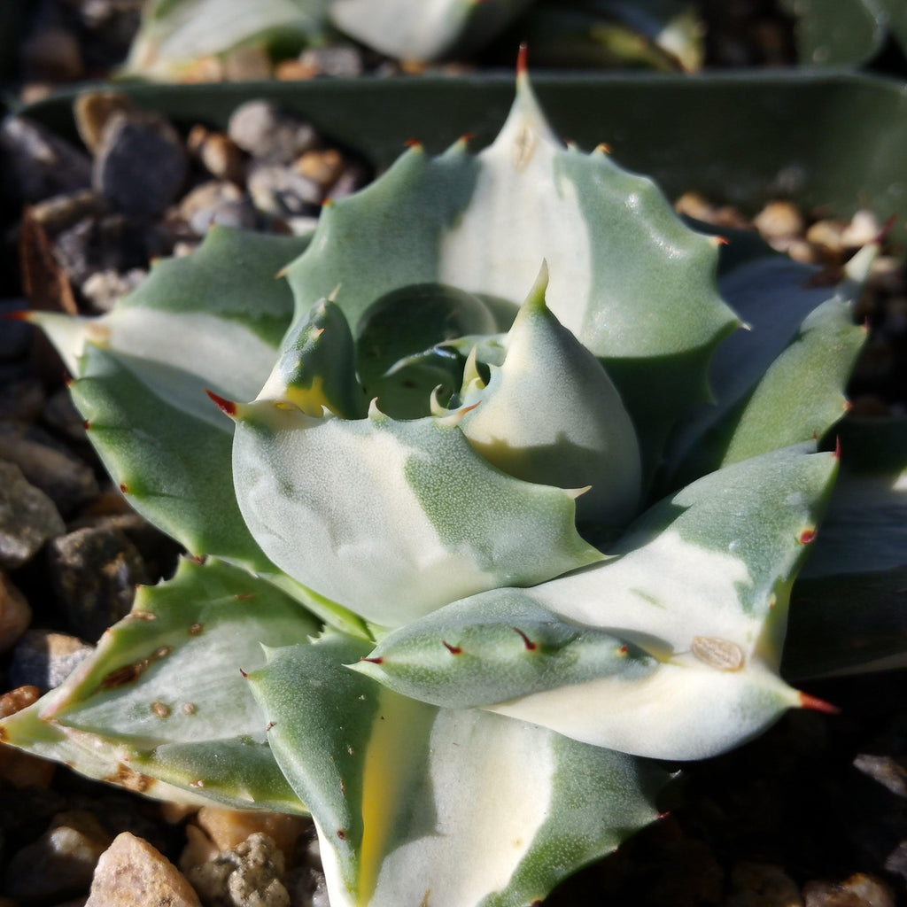 Variegated Dwarf Butterfly Agave - Agave isthmensis &