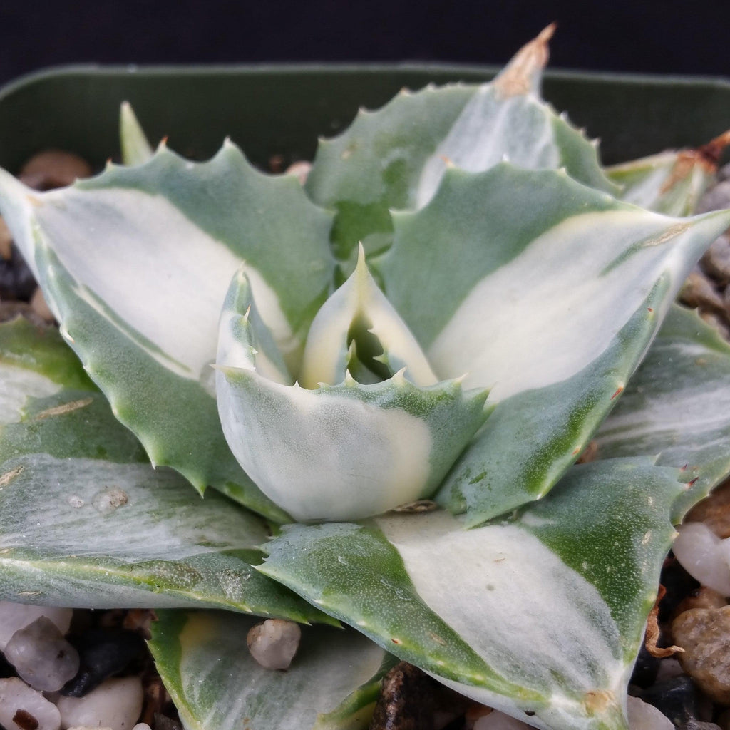Variegated Dwarf Butterfly Agave - Agave isthmensis &