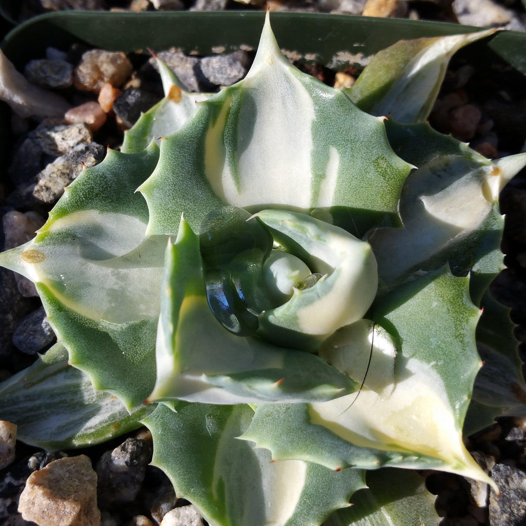 Variegated Dwarf Butterfly Agave - Agave isthmensis &
