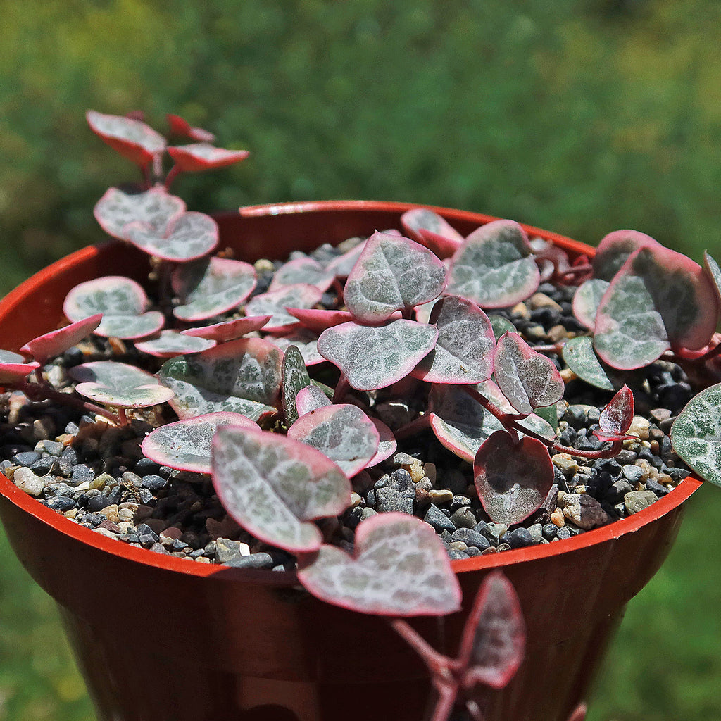 Variegated String of Hearts &