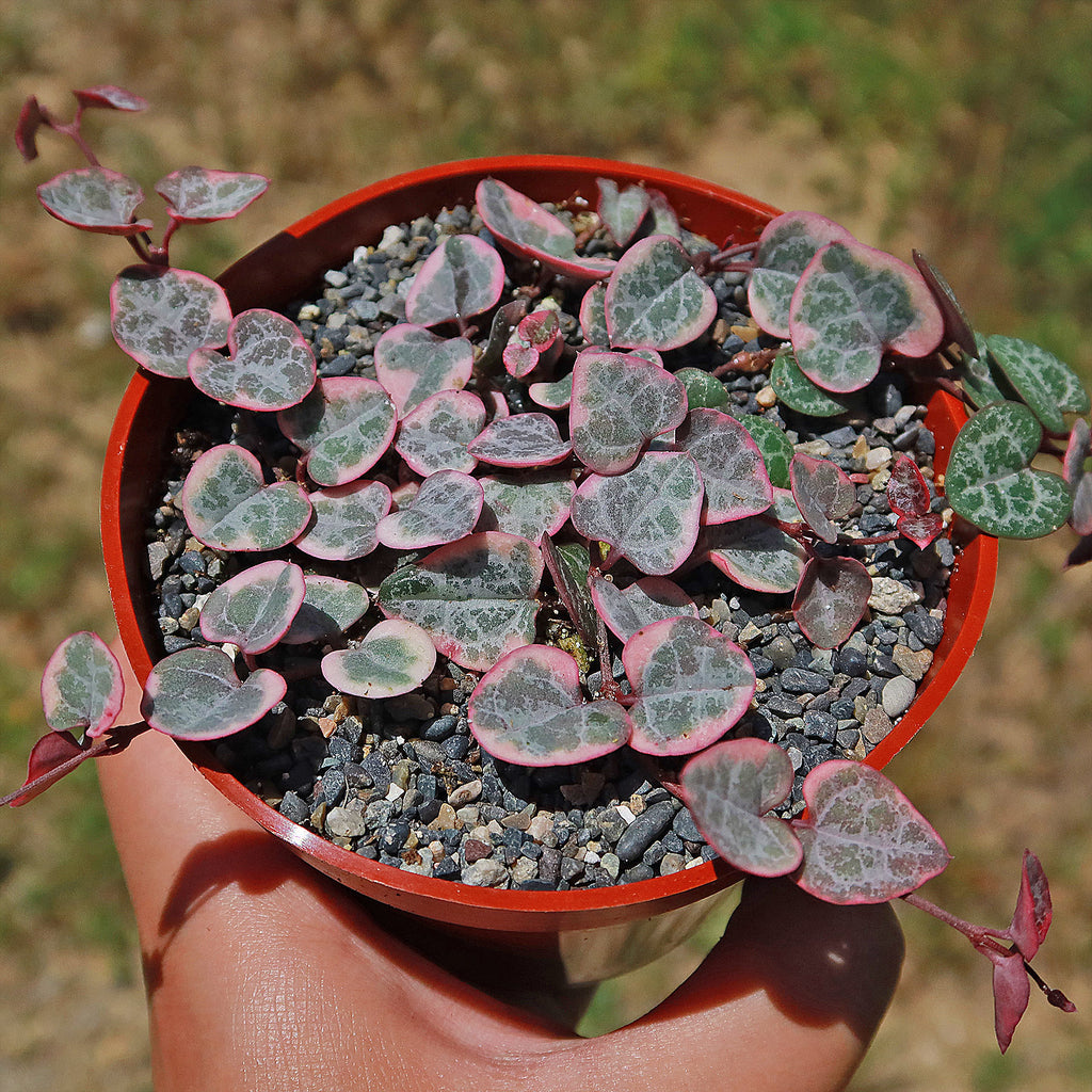 Variegated String of Hearts &