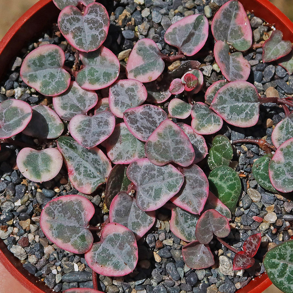 Variegated String of Hearts &