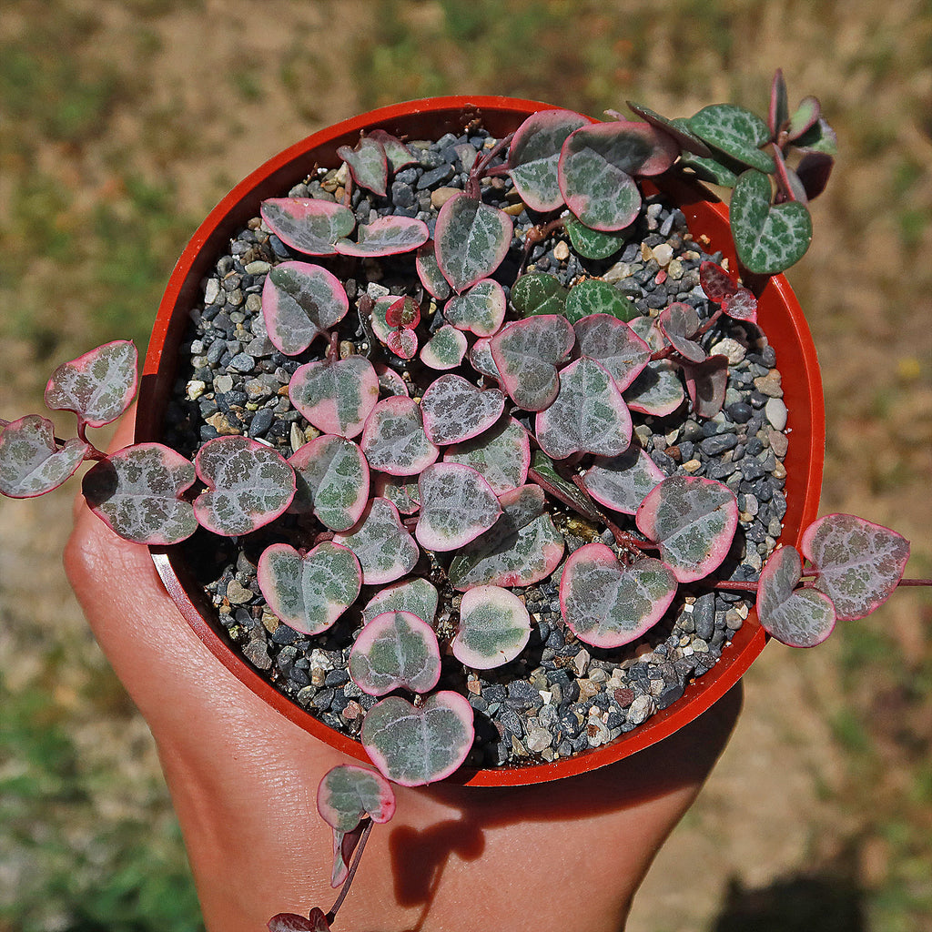 Variegated String of Hearts &