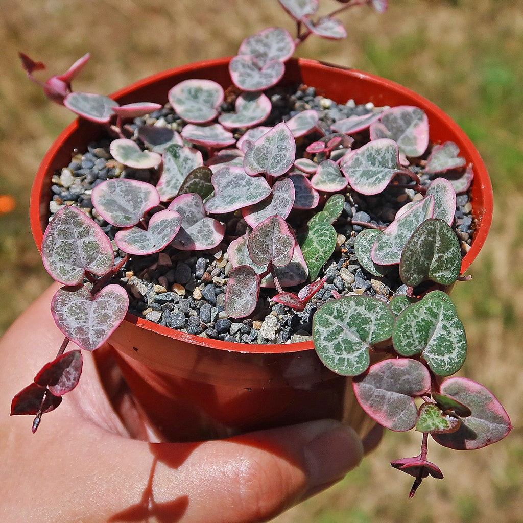 Variegated String of Hearts &