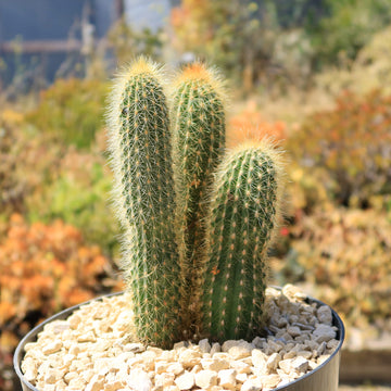 types of tall cactus Espostoa guentheri Cluster – Planet Desert