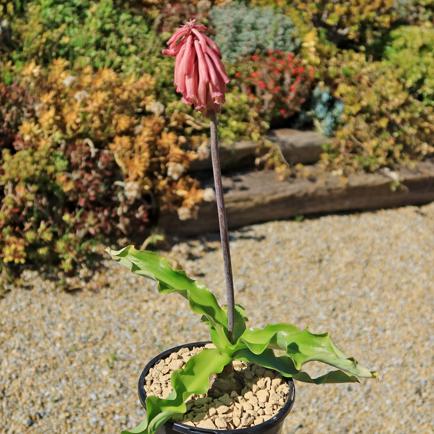 br succulent co Shop 'Veltheimia bracteata – Forest Lily' Care and Growing Guide