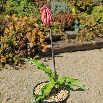 succulent forest Shop 'Veltheimia bracteata – Forest Lily' Care and Growing Guide