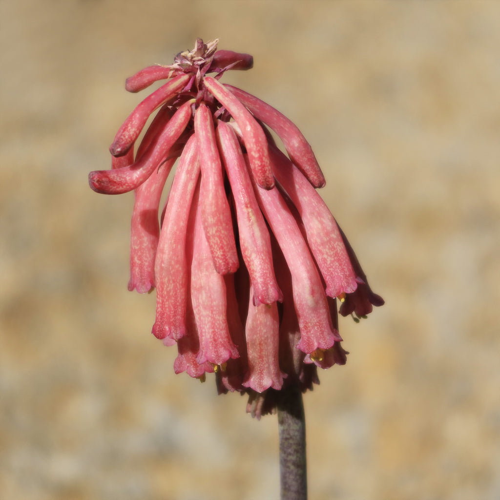 Forest Lily - Veltheimia bracteata