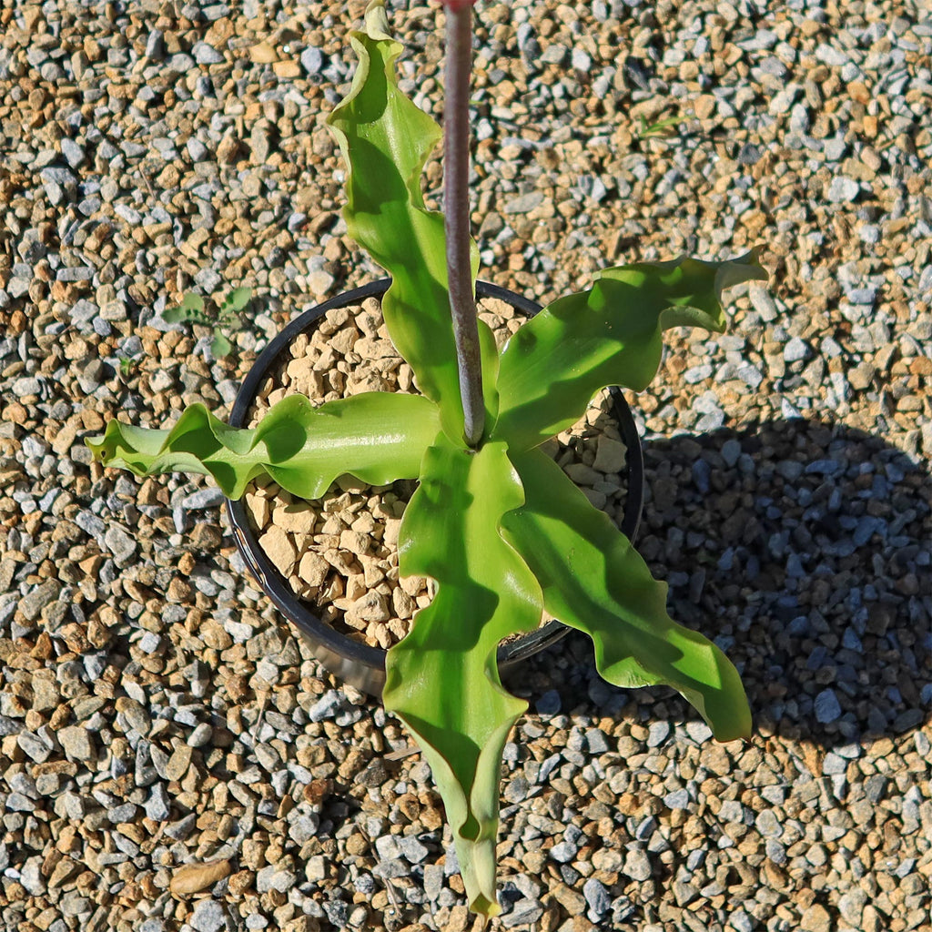 Forest Lily - Veltheimia bracteata