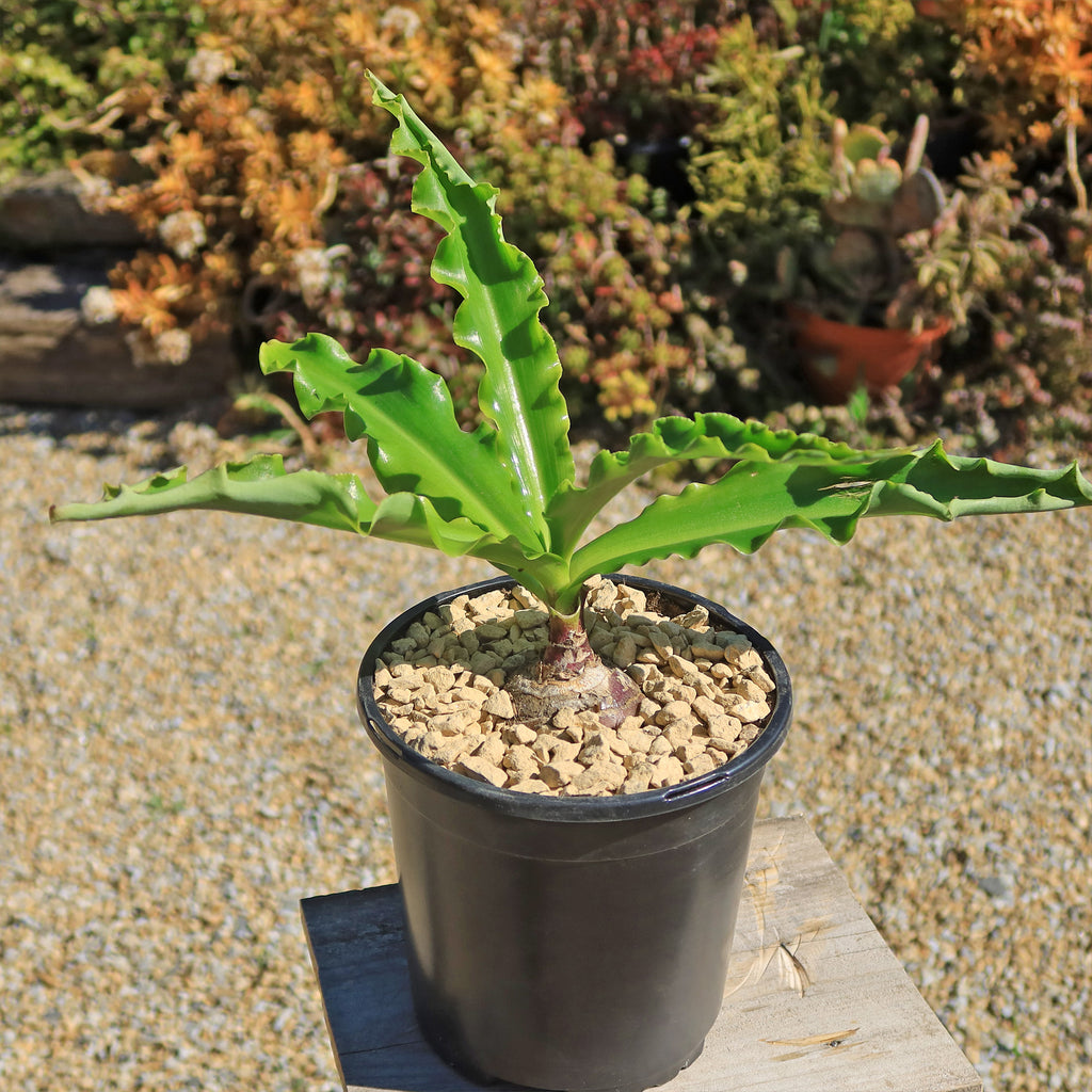 Forest Lily - Veltheimia bracteata