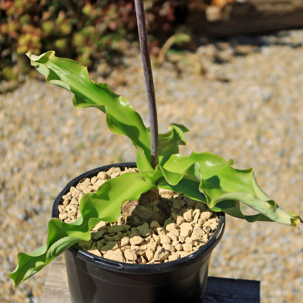 Forest Lily - Veltheimia bracteata