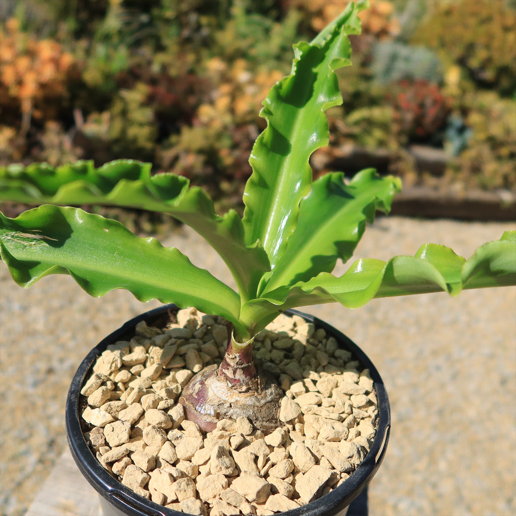 Forest Lily - Veltheimia bracteata