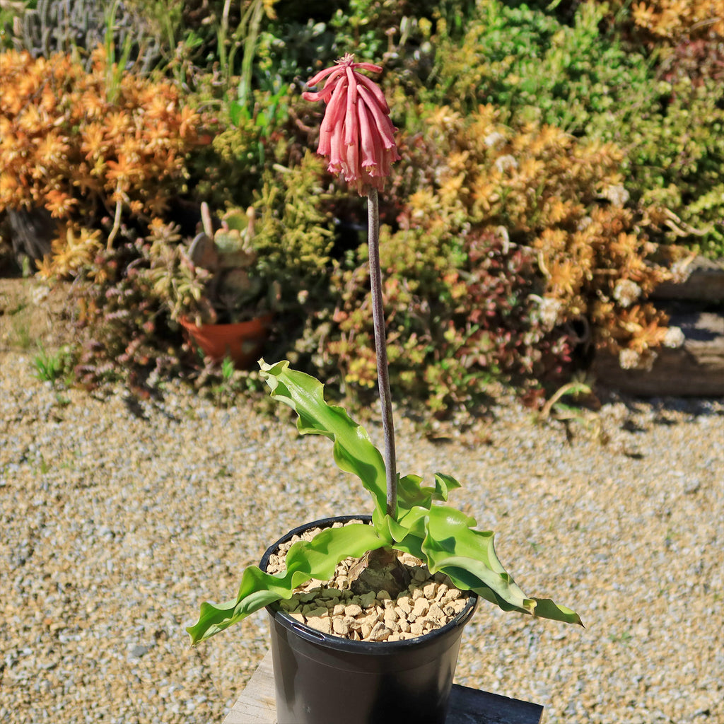 Forest Lily - Veltheimia bracteata
