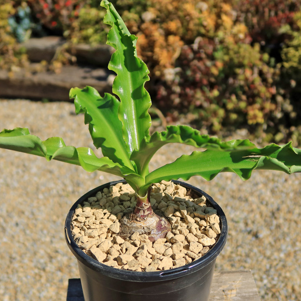 Forest Lily - Veltheimia bracteata