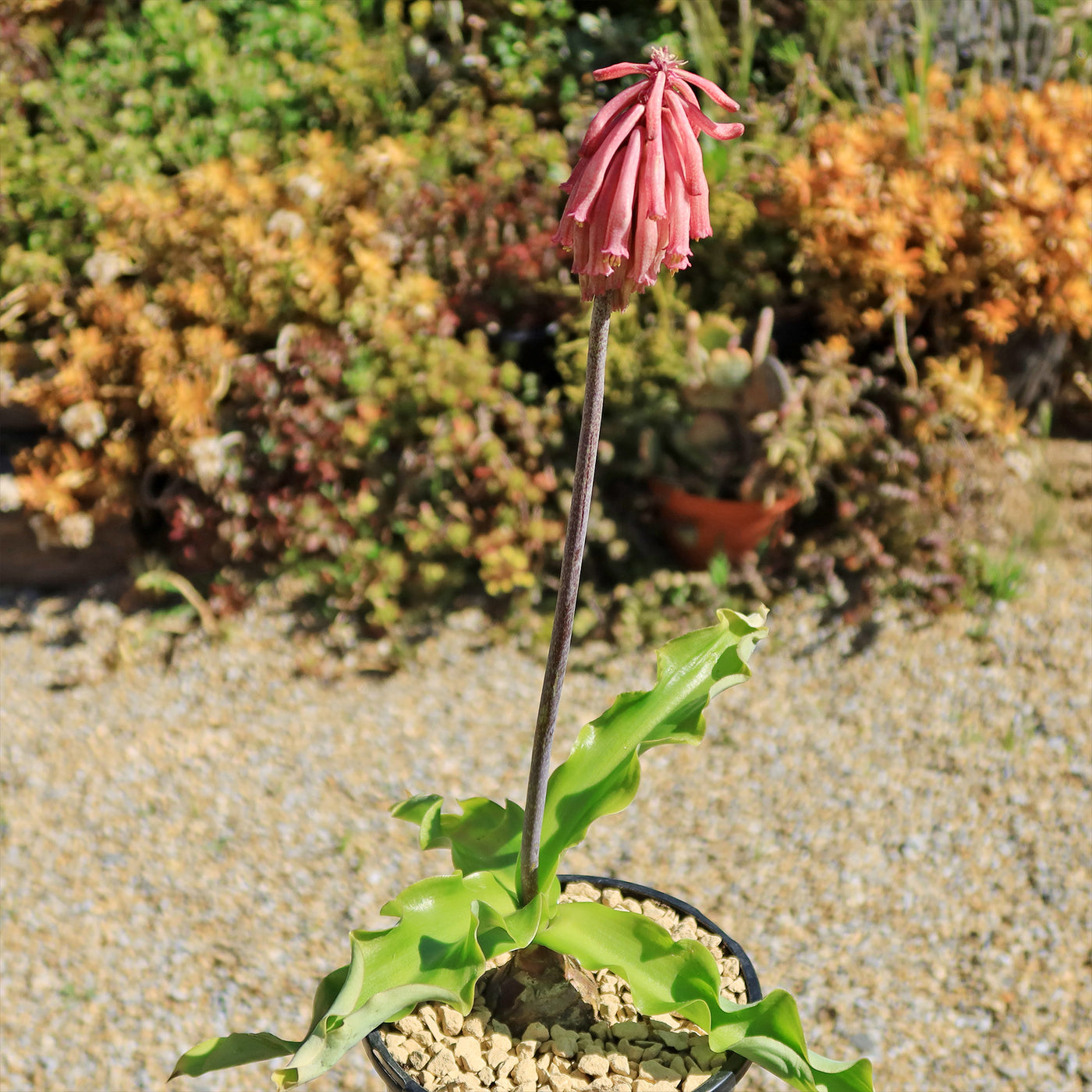 bell shaped lily flower Shop 'Veltheimia bracteata – Forest Lily' Care and Growing Guide